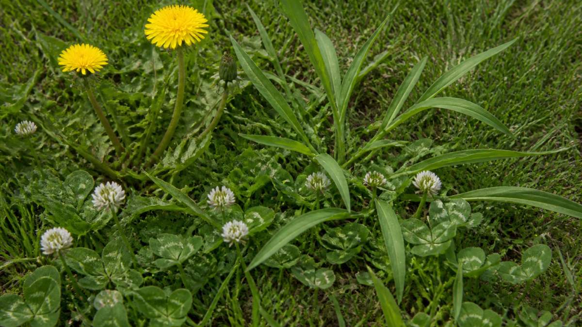 Close-up of a lawn showing dandelions with yellow flowers, white clover blooms, and crabgrass seedlings mixed among healthy grass blades, with clear detail of leaf shapes and growth patterns