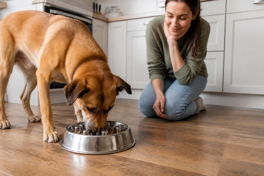 A happy medium-sized dog eating from a stainless steel slow feeder bowl on a kitchen floor, with a pet parent watching nearby