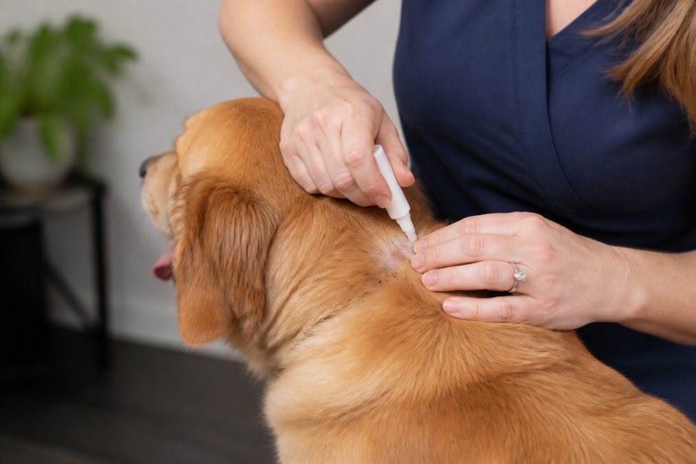 Close-up of a veterinarian's hands applying a topical tick treatment to the back of a dog's neck, with the dog's fur parted to show proper application technique