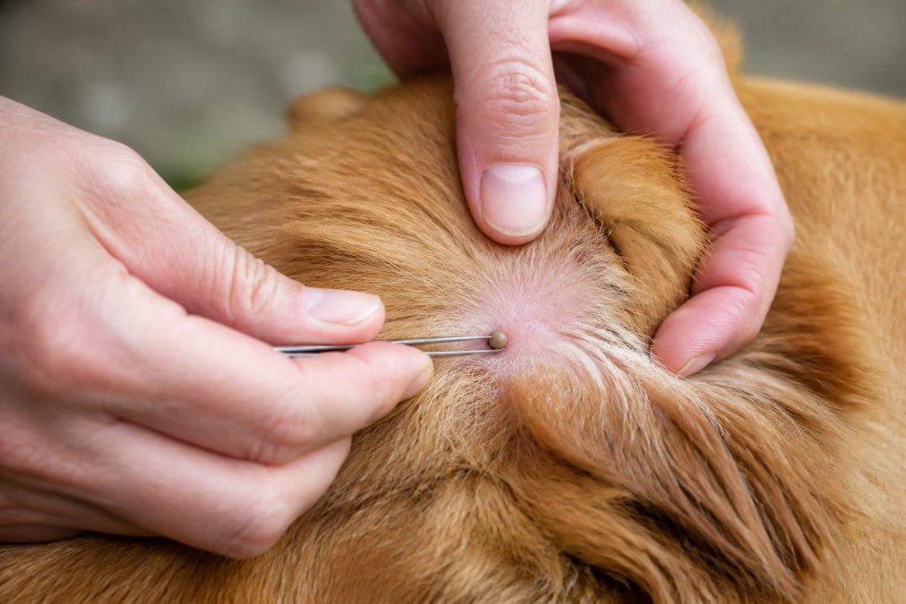 Close-up of a dog owner's hands using fine-tipped tweezers to carefully remove an engorged tick from a dog's ear area, showing proper positioning and technique