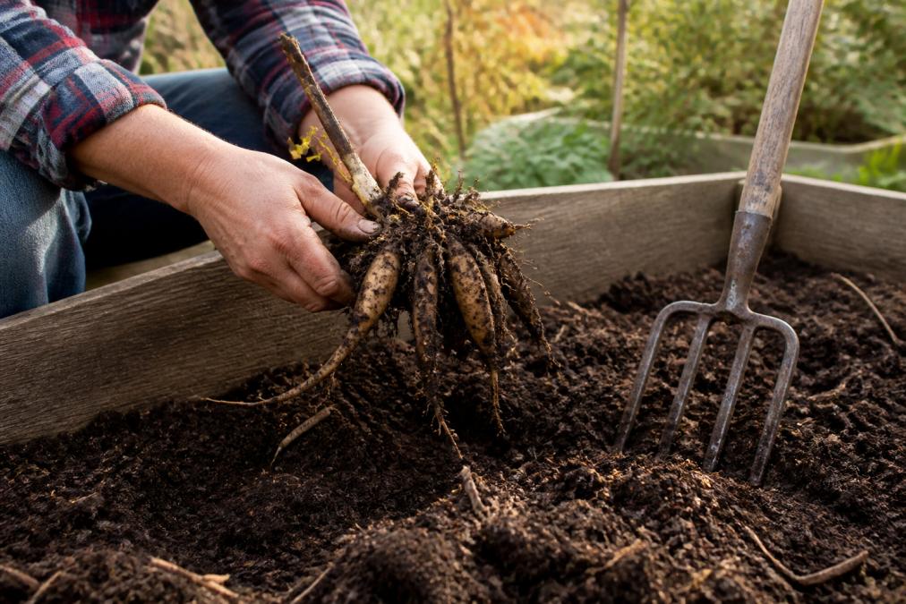 Step-by-step visual guide for Gardener for store dahlia bulbs