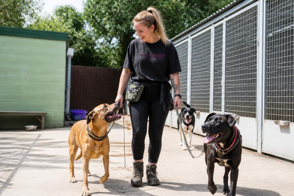 Volunteer walking and playing with rescue dogs in an outdoor shelter area, showing genuine interaction and care with dogs on leads in a sunny compound