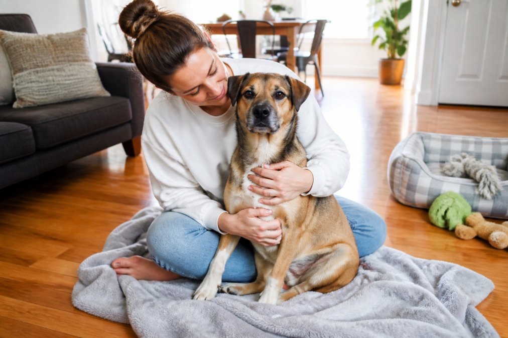 A person gently holding a calm rescue dog in a cozy, bright living room, with a soft blanket and pet bed nearby on a hardwood floor