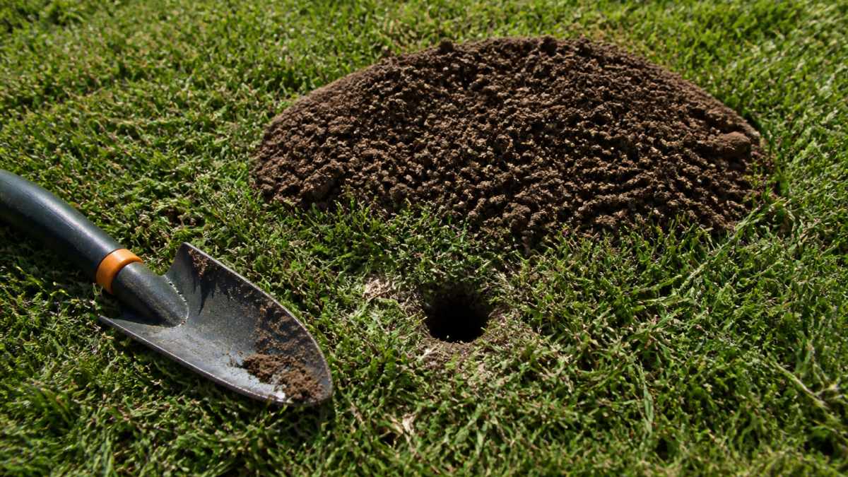 Fresh crescent-shaped soil pile and plugged burrow indicating gopher damage on a lawn with a garden trowel for scale.