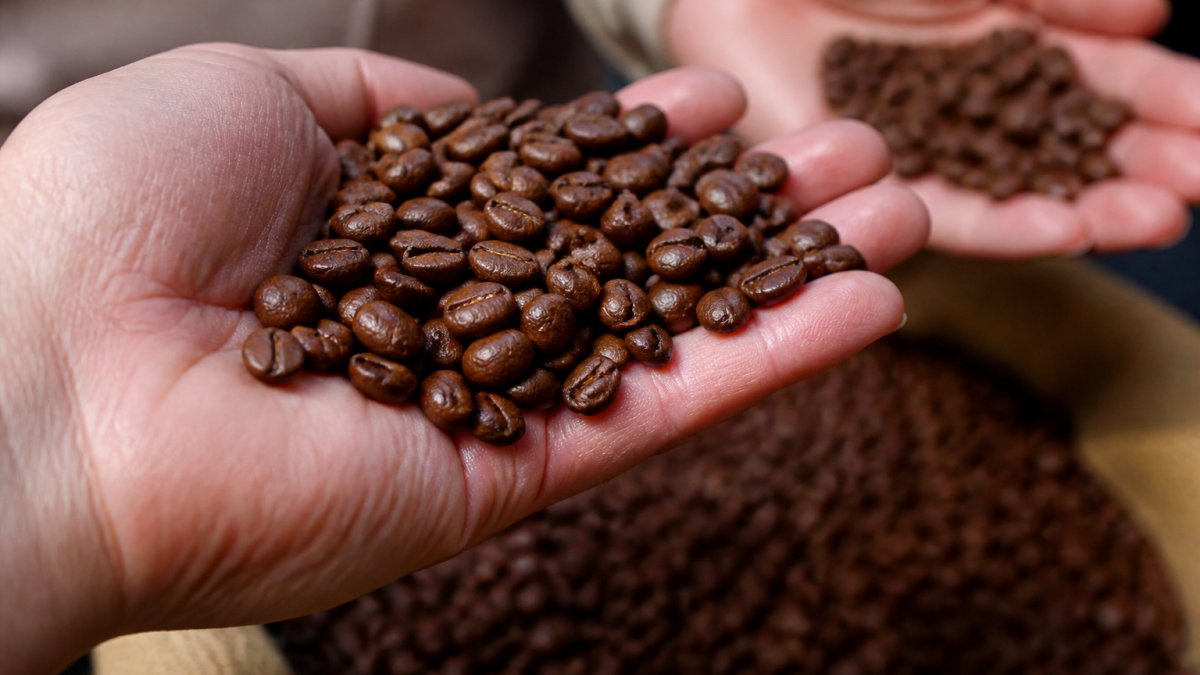 Infographic showing visual signs of coffee bean freshness like color and surface oils in a palm-held comparison.