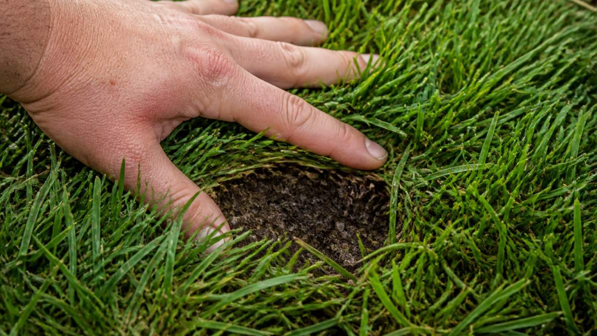 Close-up of a hand pressing into freshly installed sod to check soil moisture, showing the texture and color of properly hydrated grass blades and soil beneath
