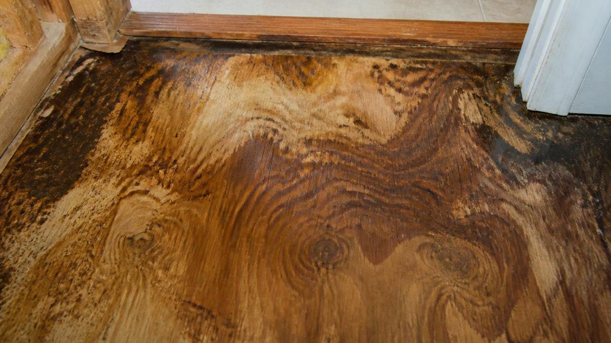 Close-up of discolored wood subfloor showing dark staining and water damage from pet urine saturation, with visible warping and moisture marks on plywood material
