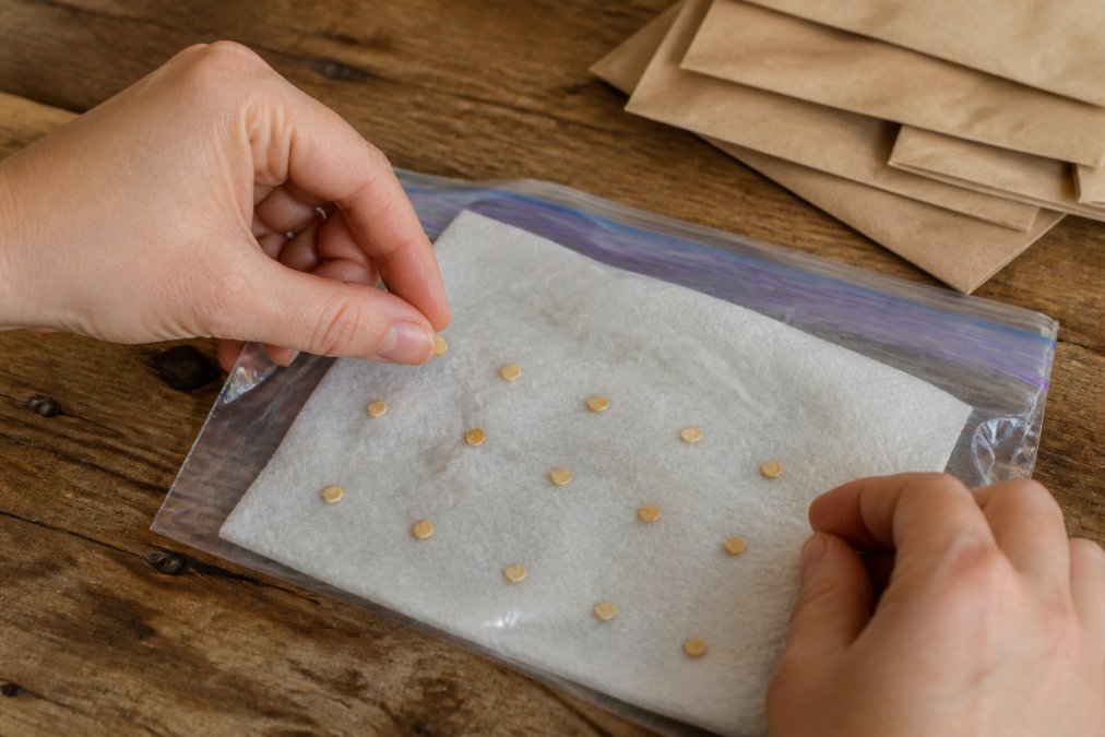 Professional illustration showing seeds are still good