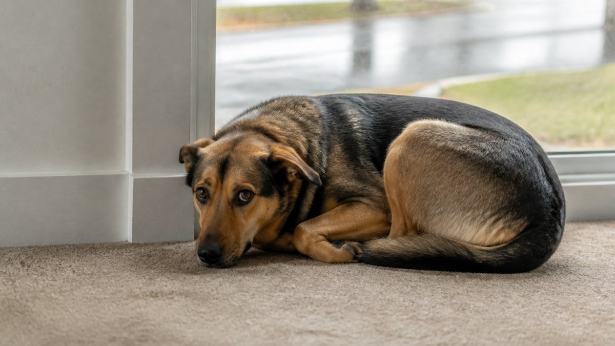 How to Tell If Training Can Fix Your Dog's Anxiety