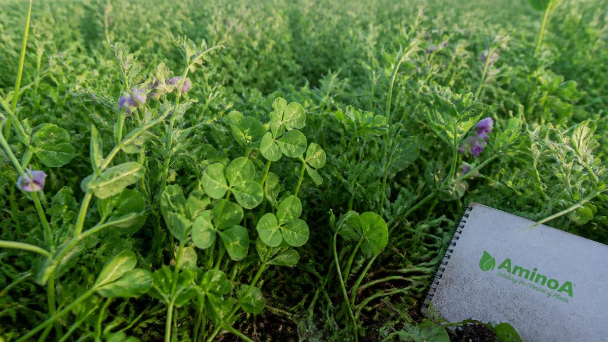Legume cover crop field in late autumn showing dense green growth with clover and vetch plants, photographed at ground level to show soil coverage and microbial activity