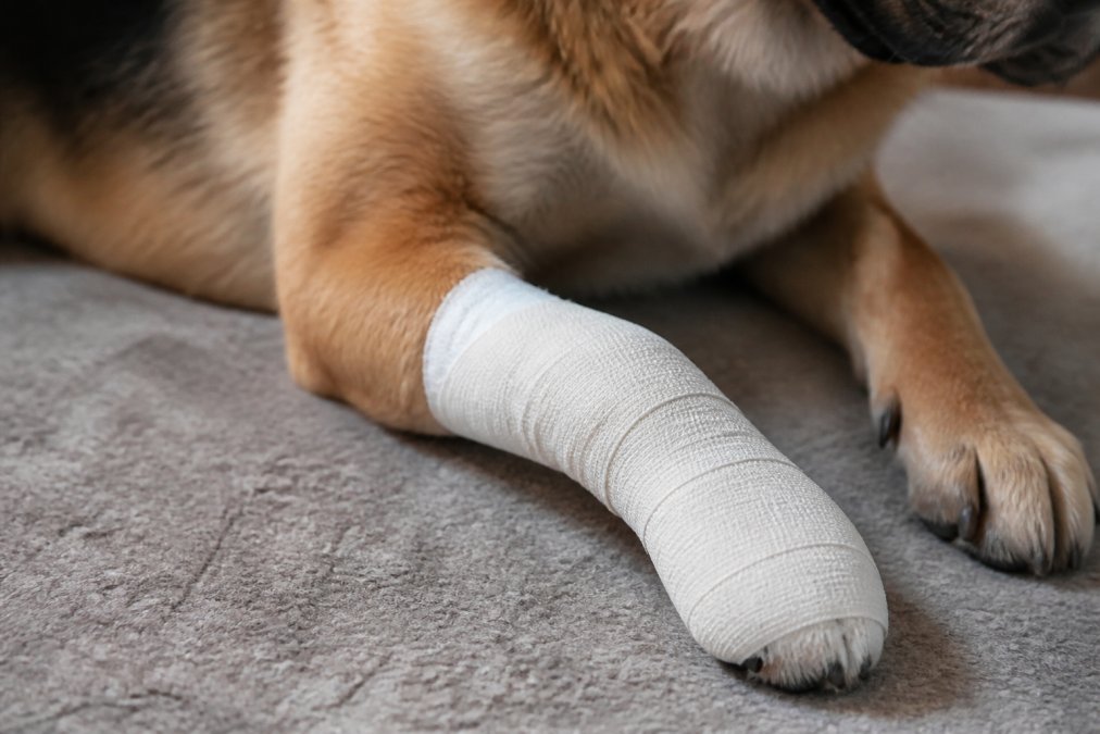 Dog's paw wrapped with proper pressure dressing using sterile gauze and elastic bandage, showing correct coverage from pad to lower leg