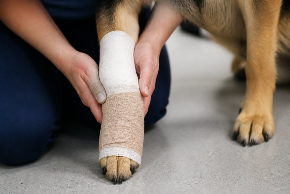 Step-by-step visual guide for treat dog paw