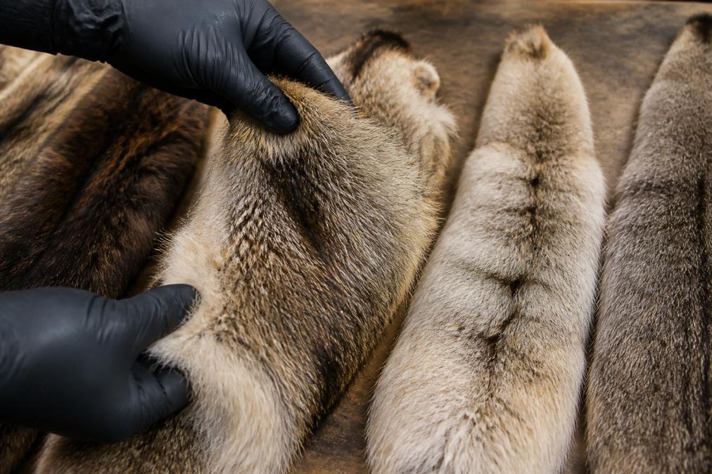 Diagram comparing pelt textures and guard hair to verify wild harvested fur species identification