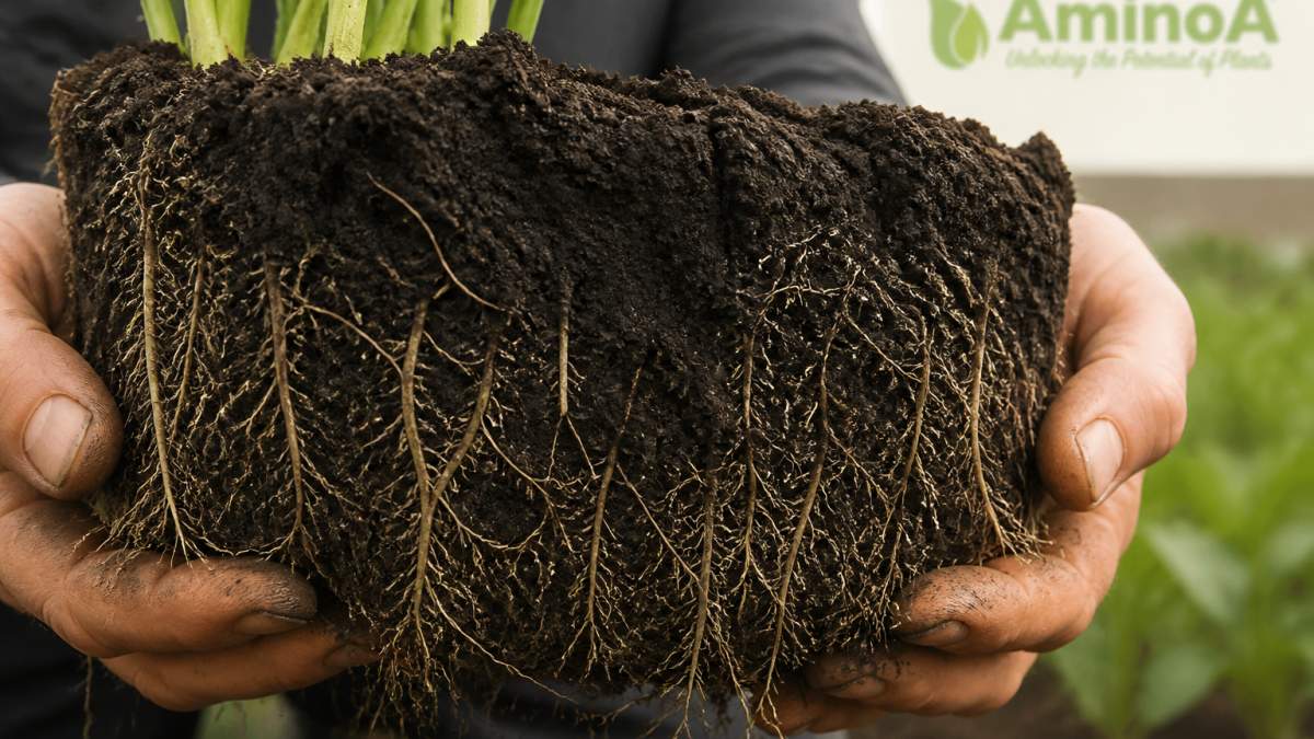 Close-up of soil cross-section showing dense root network with visible root hairs and dark soil structure, hands holding rich dark soil with roots visible