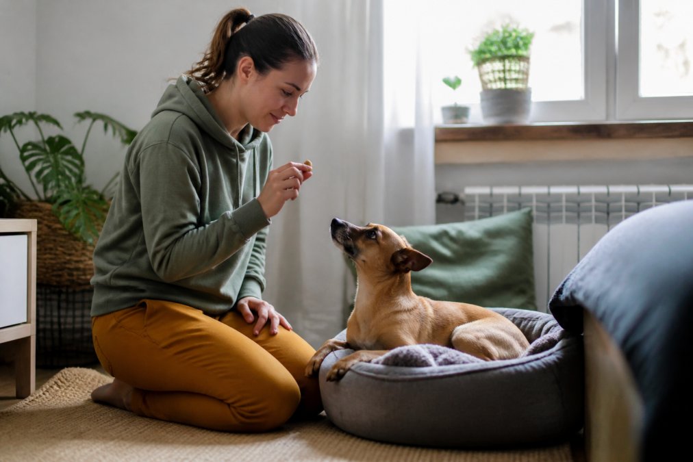 Hundebesitzer trainiert seinen Hund in ruhiger Wohnungsumgebung mit positiver Verstärkung, zeigt Geduld und schafft eine entspannte Trainingsatmosphäre