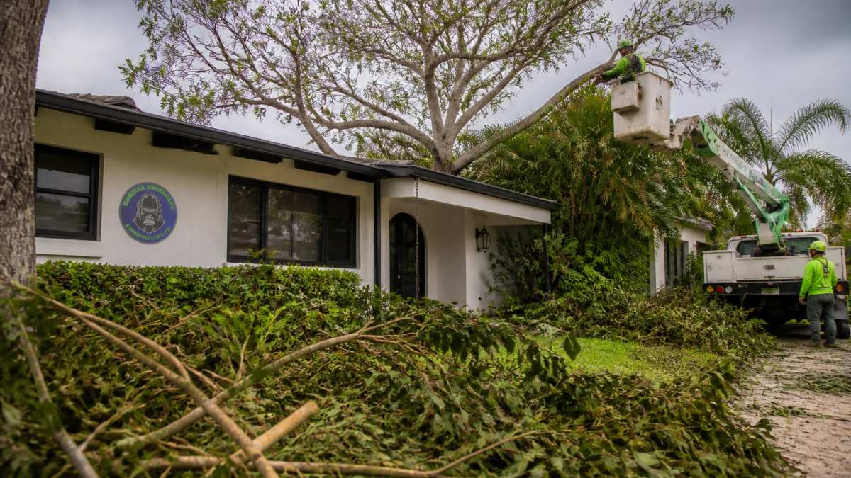 Hurricane Tree Trimming in South Florida: 2026 Guide