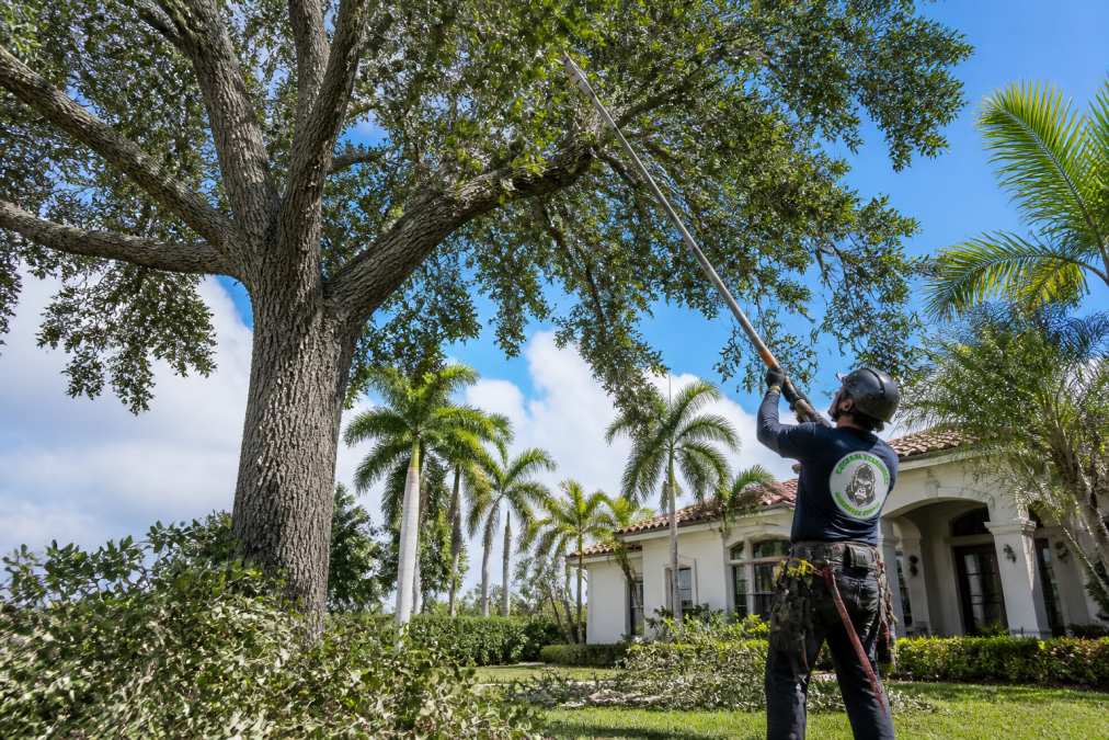 Certified arborist using a pole saw for hurricane tree trimming to thin an oak canopy in a residential yard.