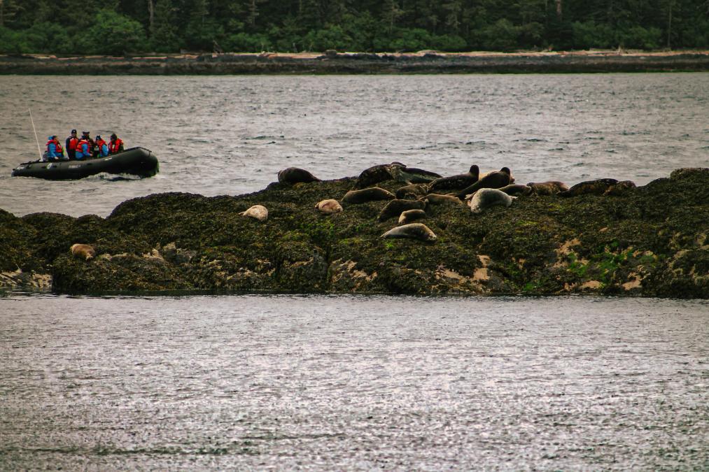 Seals in Alaska