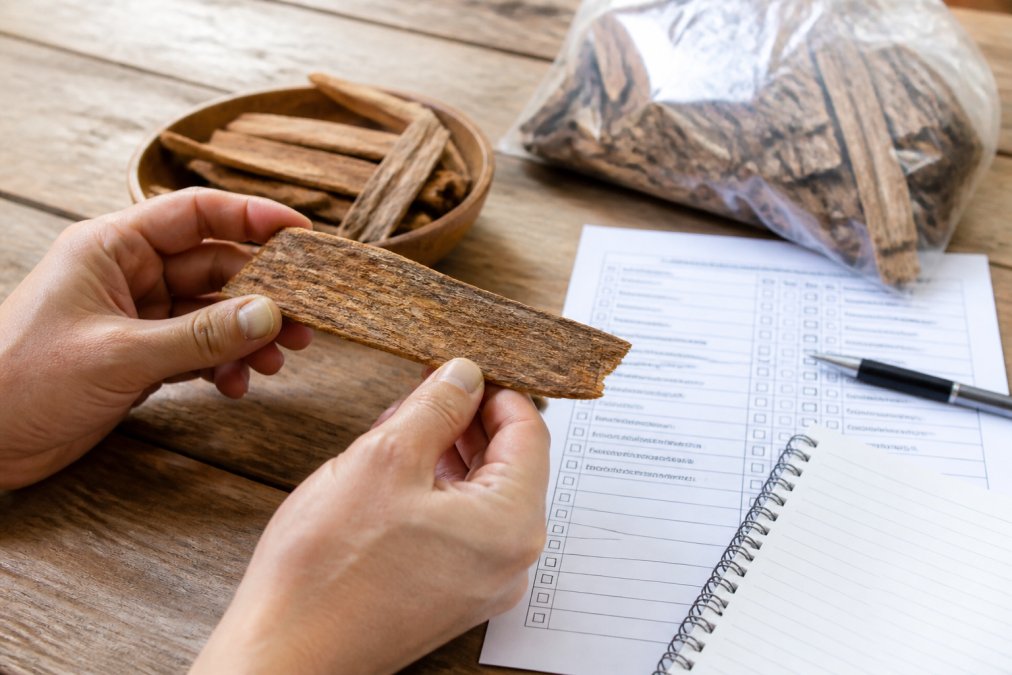 Zwei Hände halten ein Stück Iboga-Wurzelrinde und untersuchen es unter natürlichem Licht, daneben liegt ein ausgedrucktes Checklisten-Formular und ein Notizblock auf einer Holzoberfläche