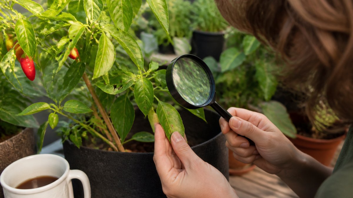 Identify Common Pests on Rare Pepper Plants