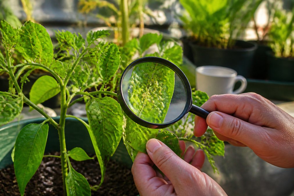 Close-up of pepper plant leaves showing clusters of small insects, sticky residue, and curled foliage with hands holding a magnifying glass for detailed inspection in natural garden lighting
