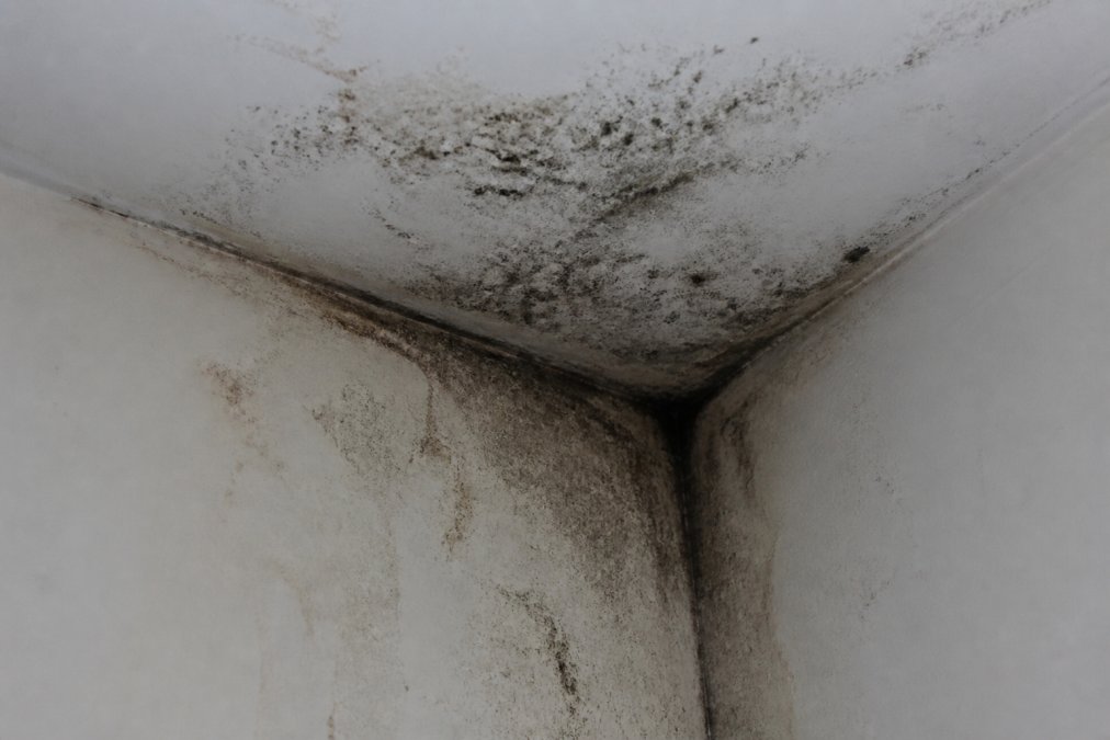 Close-up of visible mold growth spreading across a white ceiling corner with dark discoloration and water staining around the affected area in dim lighting