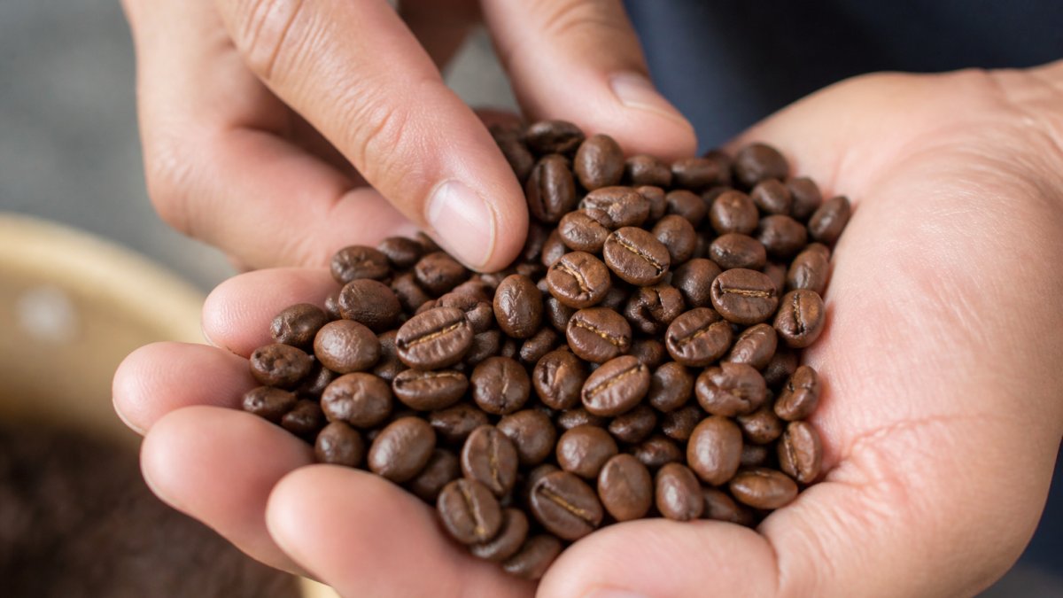 Diagram illustrating the visual inspection process for evaluating the size and texture of specialty coffee beans