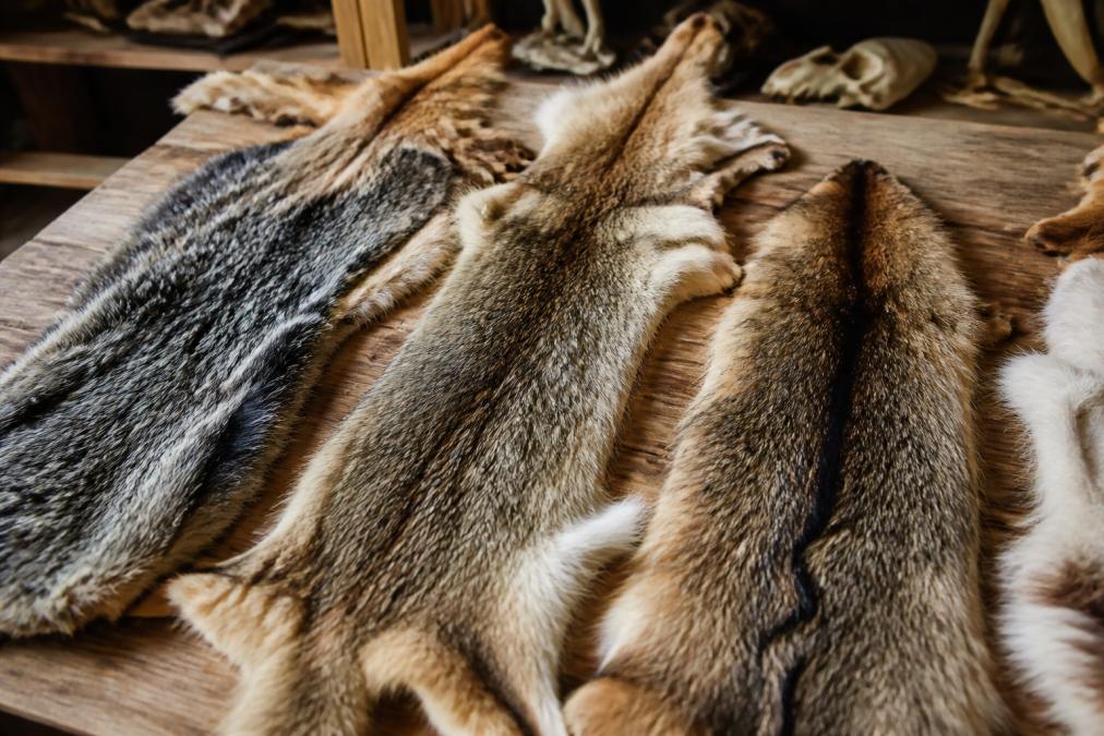 Identifying High Quality Taxidermy Pelts: A 2026 Guide