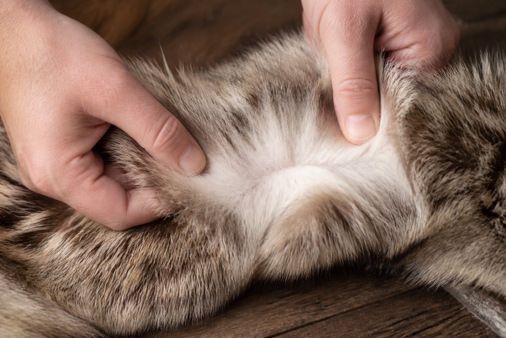 Hands parting dense fur on a high quality taxidermy pelt to reveal thick underfur and healthy hair follicles.
