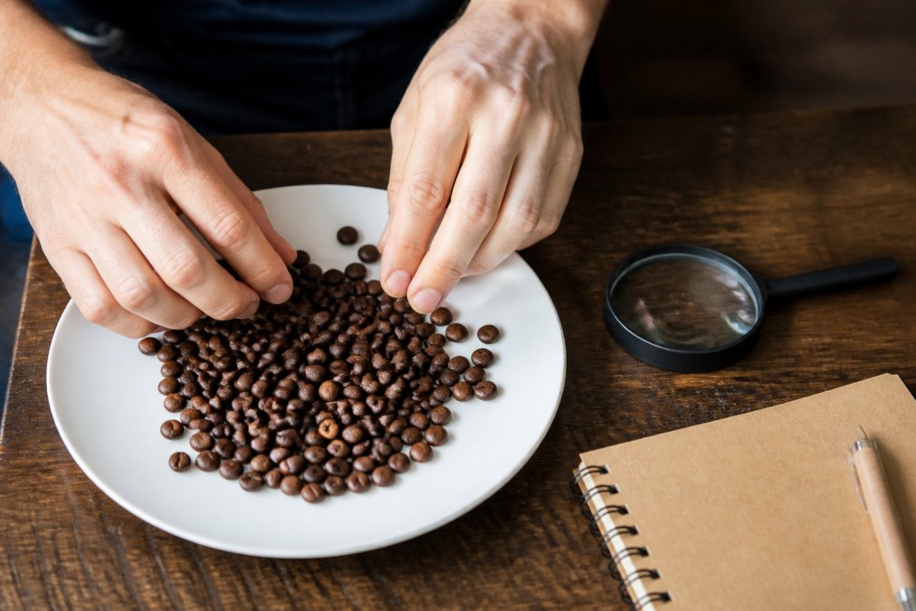 Visual guide for inspecting specialty grade coffee beans for defects using a magnifying glass and notebook.