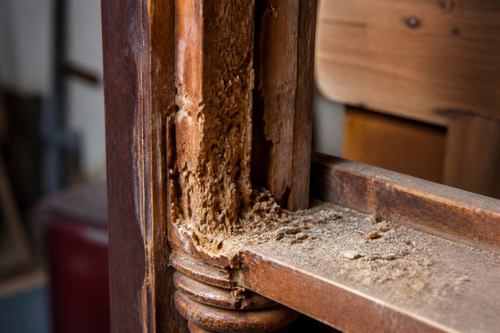 Ignoring Woodworm in Antique Furniture: What Happens