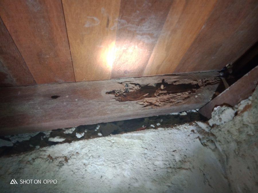 Termite Damage