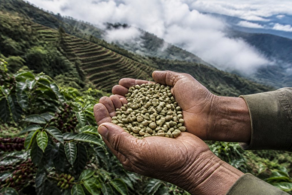 Close-up of weathered hands cupping a handful of green coffee beans, with terraced coffee plants climbing a steep misty mountain slope behind