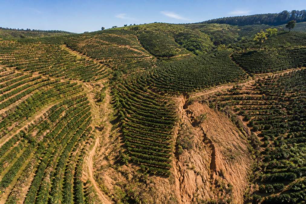 Aerial view of a vast coffee plantation with rows of full-sun coffee plants stretching across cleared hillsides, showing minimal tree cover and visible soil erosion on the steep slopes under harsh midday sunlight
