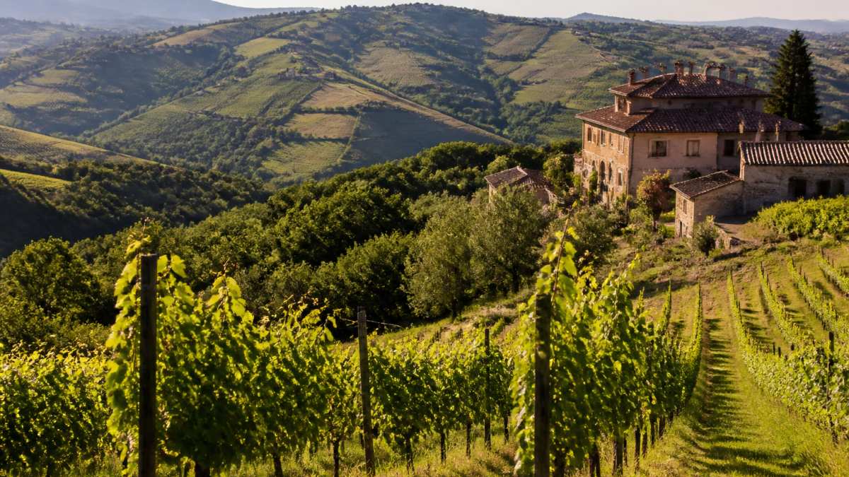 Rolling vineyard hills with traditional stone buildings and grapevines in soft afternoon light across the Piedmont landscape