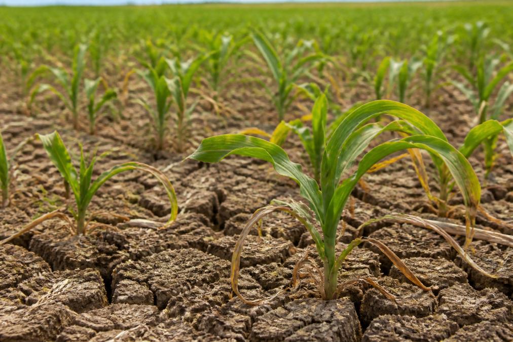 Improve Crop Stress Resistance Naturally
