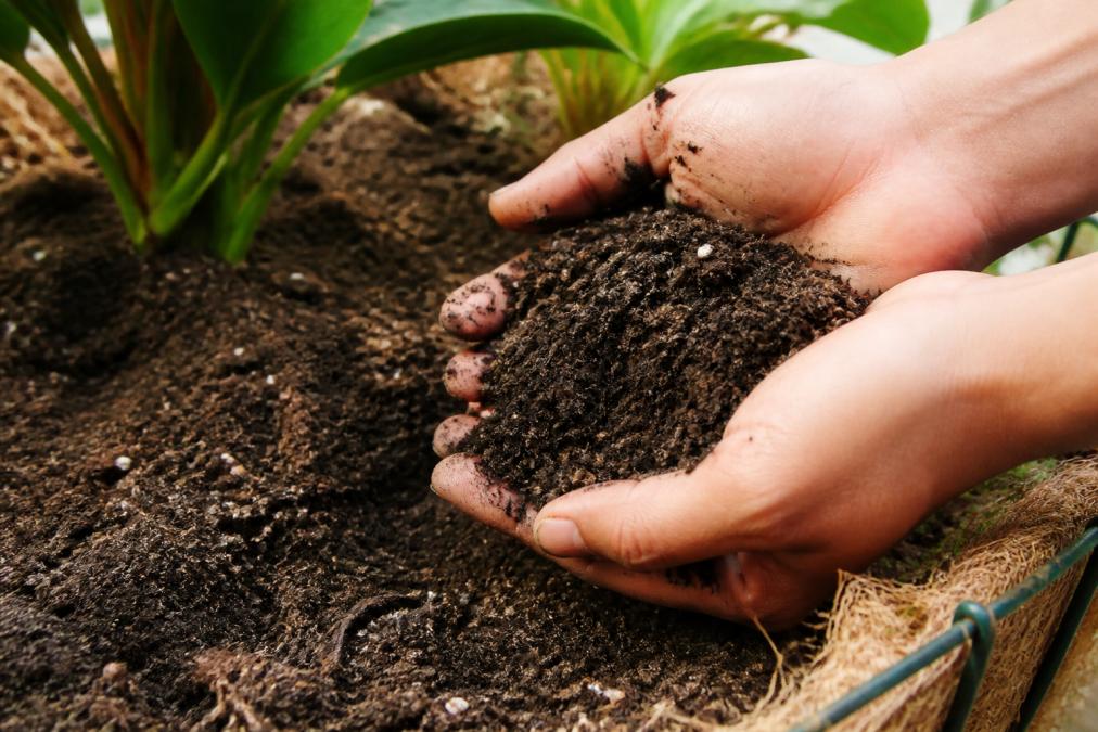 Improving Soil Quality for Tropical Plants: A How-To Guide