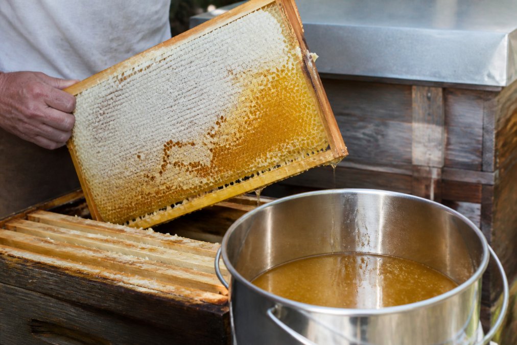 Nahaufnahme einer Hand, die eine Honigwabe aus einer Holzbeute hält, daneben ein Edelstahleimer mit frisch geschleudertem, goldgelbem Honig in einer kleinen luxemburgischen Imkerei