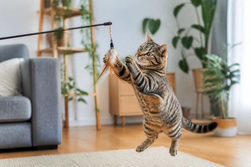 A tabby cat actively playing with a wand toy while reaching up with front paws, showing engaged predatory behavior and mid-pounce movement in a bright living room