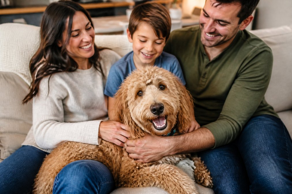 Is a Goldendoodle Right for Me? A 2026 Fit Guide