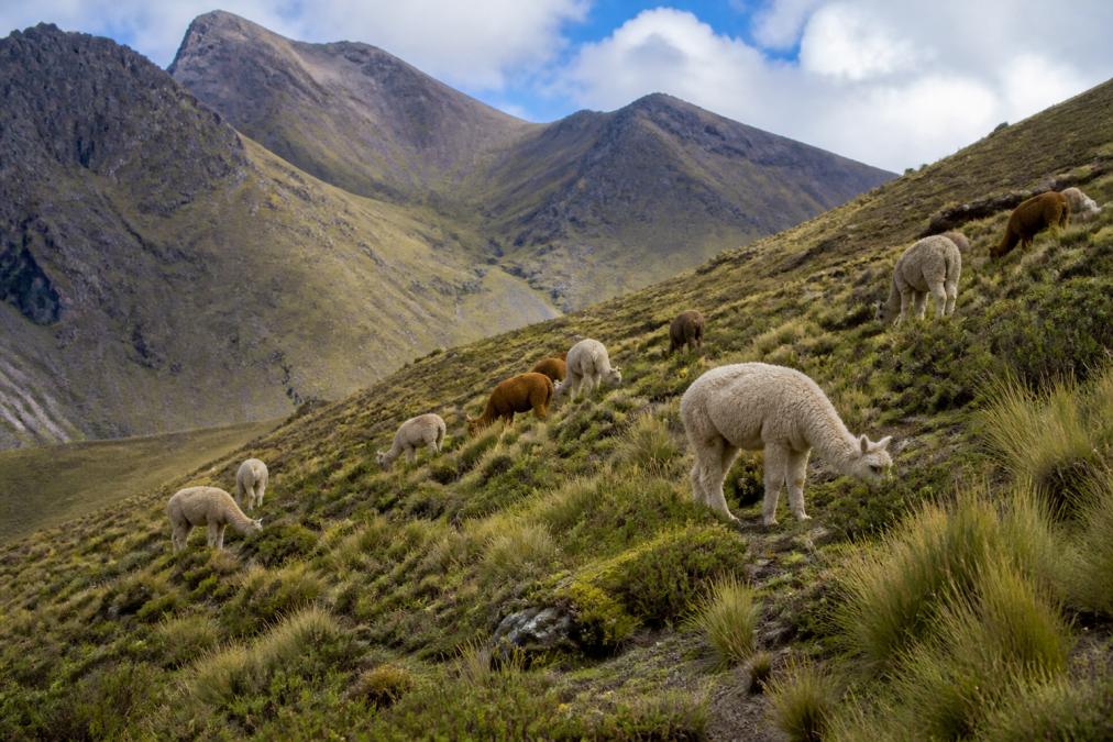 Alpacas grazing on steep mountainous terrain with green vegetation and natural landscape in the Andes foothills during daylight