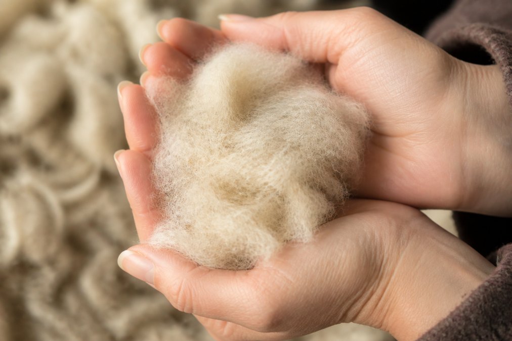 Close-up of soft alpaca fiber texture held gently in hands, showing fine delicate fibers against skin with natural lighting emphasizing smoothness
