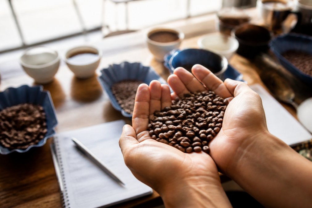 Close-up of hands holding freshly roasted artisan coffee beans showing rich brown color variation and texture, with a coffee cupping setup and tasting notes visible in soft natural morning light