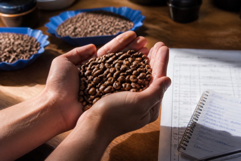 Hands holding a handful of whole coffee beans under bright natural light, examining color and size variation closely, with a cupping score card and handwritten tasting notes visible on a wooden table nearby