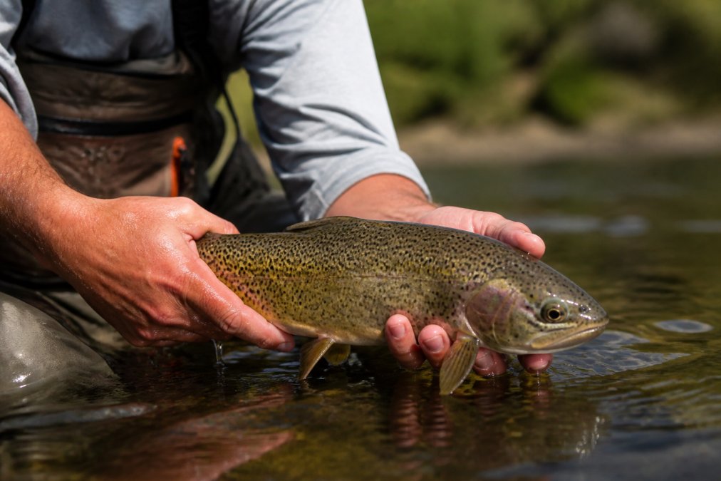Angler carefully holding a freshly caught fish with wet hands above water, demonstrating proper grip technique with minimal air exposure in natural daylight