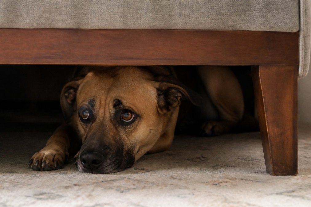 A nervous dog seeking shelter under furniture during a storm, body tense and alert, with ears pinned back showing visible signs of fear and anxiety in a dimly lit room
