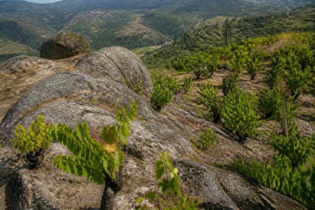 Rugged mountain vineyard terrain with exposed granite rocks and soil, showing steep slopes characteristic of the Dão region, with grapevines growing among the rocky landscape