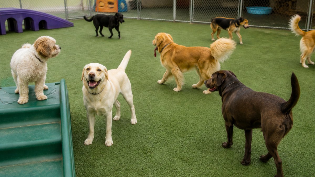 Is Dog Daycare Good for Shy Dogs? A 2026 Guide