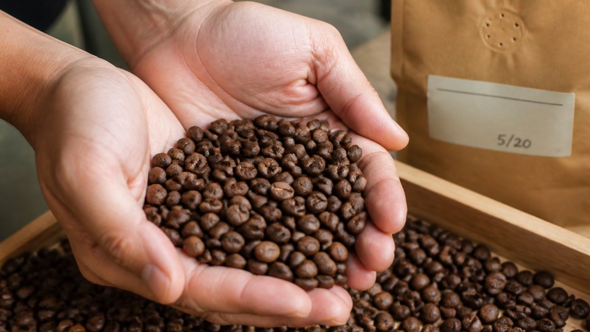 Infographic illustrating the visual indicators of high-quality coffee beans and roast freshness