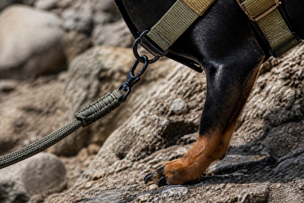 Close-up of a dog's paw on rugged terrain with a well-fitted harness and quality leash, showing reinforced stitching and durable hardware against rocky ground